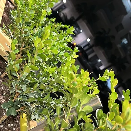Gardenapartments2 * فلورا